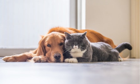 What is pet insurance and how does it work