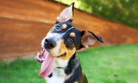 Dr Harry: Why do dogs lick?