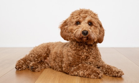  cavoodle breed information