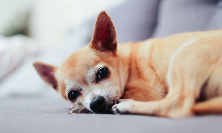 Chihuahua dog breed information