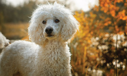 poodle dog breed information