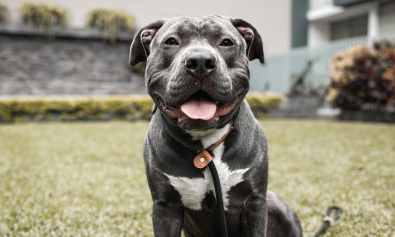 American Staffies dog breed information